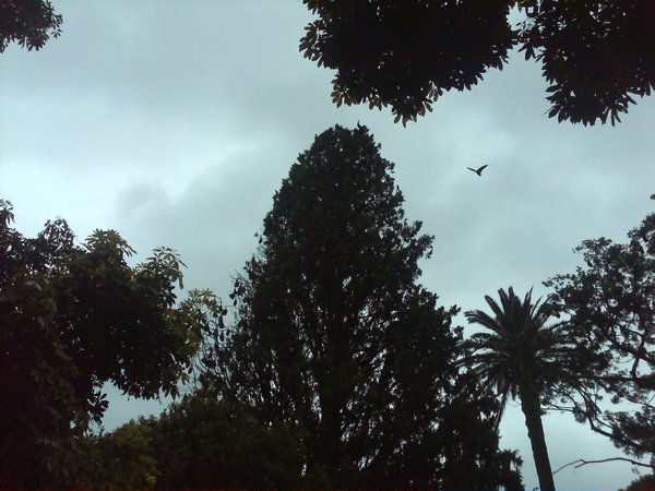 Flying Foxes(Bats) in the Botanic Gardens, Sydney
