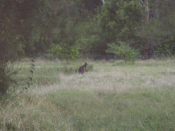 Wallaby, who came to eat our crops on the Warrah Farm