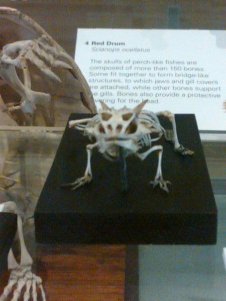 Horned Lizars skeleton in Melbourne Museum