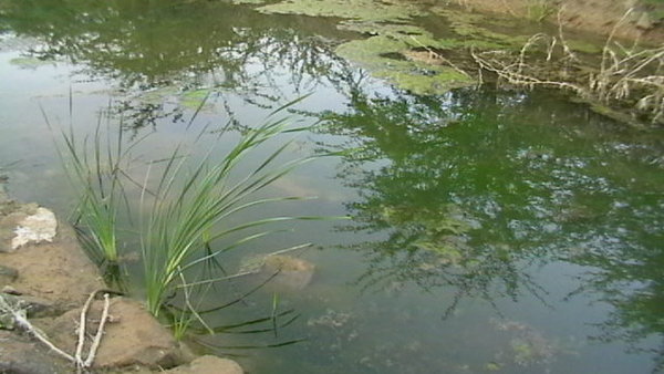 Pond