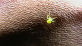 Yellow Spider