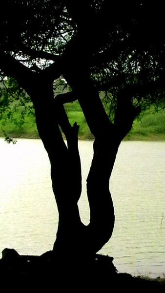 Erotic Tree ;-)