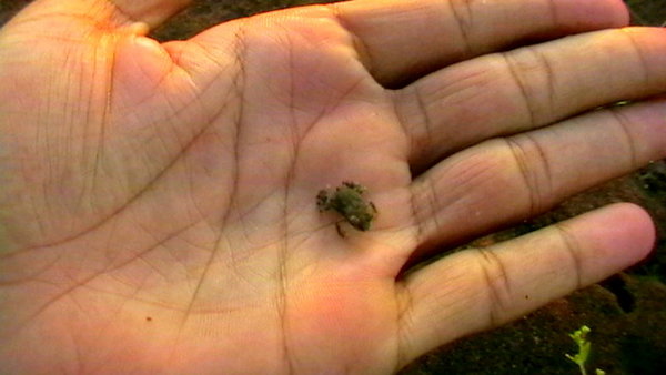 Tiny Frog ;-)