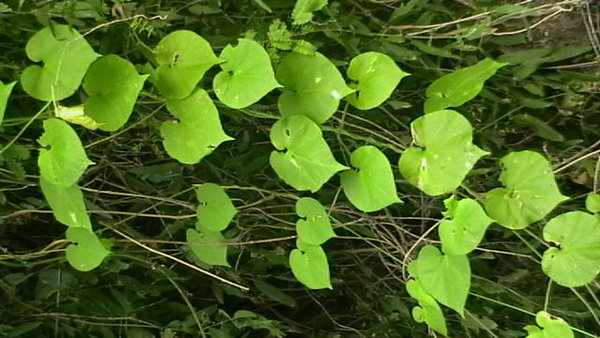 Heart shape leaves