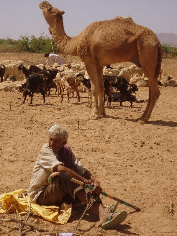 Rabari herder 