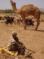 Rabari herder 