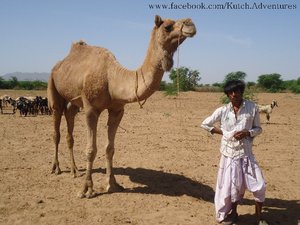 Dhebar Rabari with his Camel-"Rato"