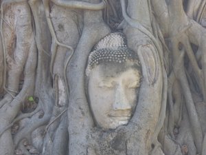 Mystery surrounds the Buddha head in the roots of the Banyan tree in Wat Mahathat