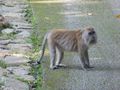 The lead long tailed Macaque monkey who came to see us 