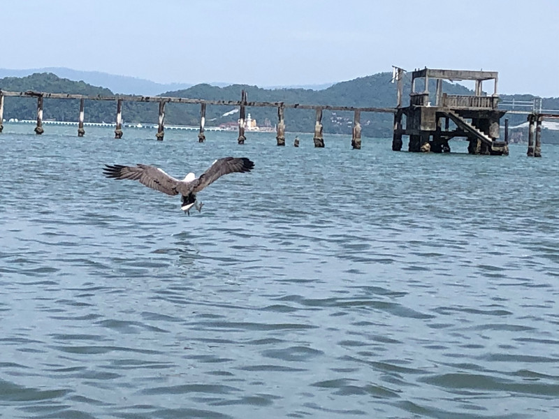 Langkawi Eagle, which lends its name to the island