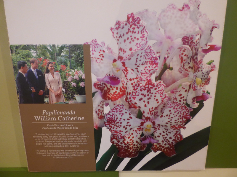 One of the VIP orchids