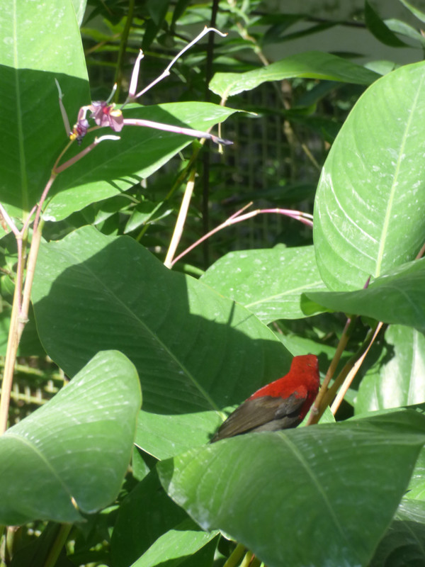 The crimson sunbird