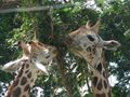 Feeding time for the giraffes as well