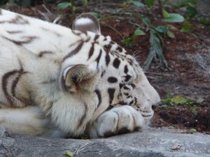 Sleepy white tiger