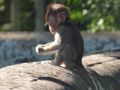 Baby monkey at Angkor Wat