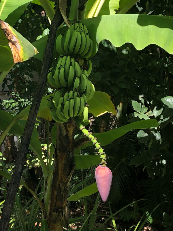 Bananas growing in the hotel garden