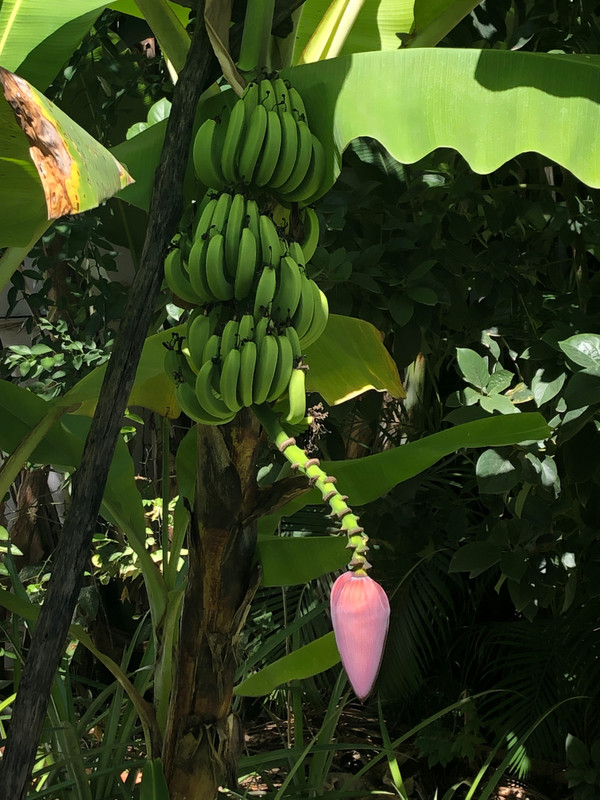 Bananas growing in the hotel grounds