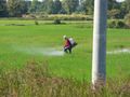 Spraying a rice field