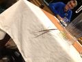 Huge flying stick insect