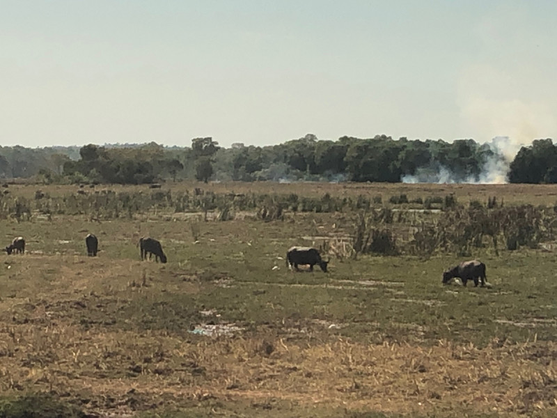 Crop burning and water buffalo 
