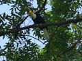 Didn’t expect to see great hornbills in the city 