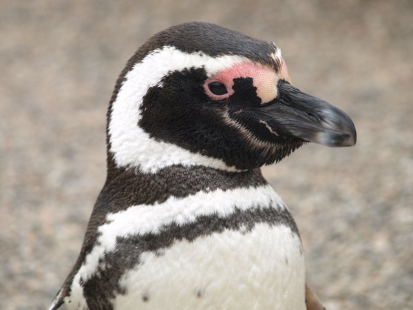 Adult Magellanic Penguin