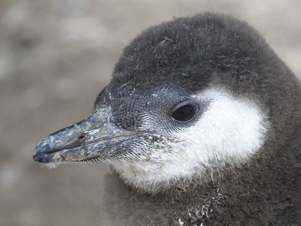 Magellanic penguin chick