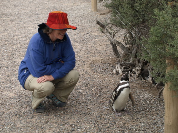 Does Pingu like the hat ?