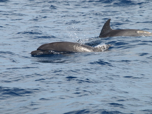 Bottlenosed dolphins
