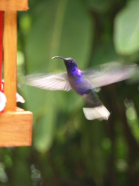 Hummingbird In action