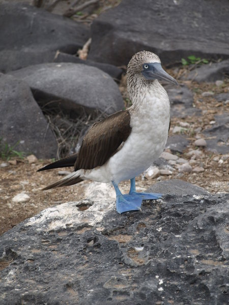 The iconic blue footed boobie