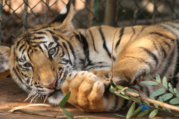 Playful Tiger Cub