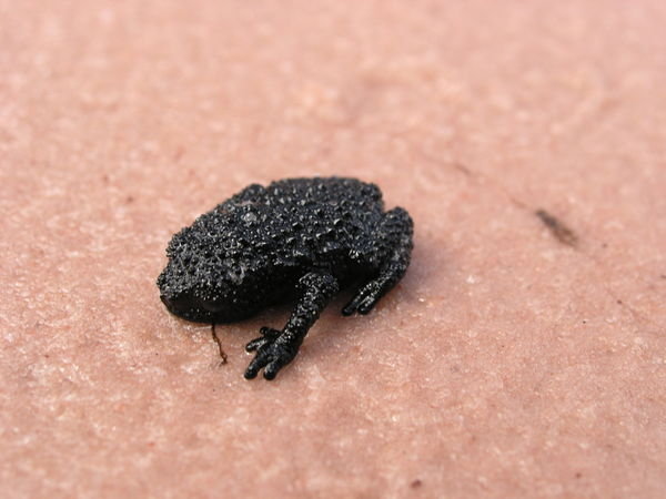 native black frog