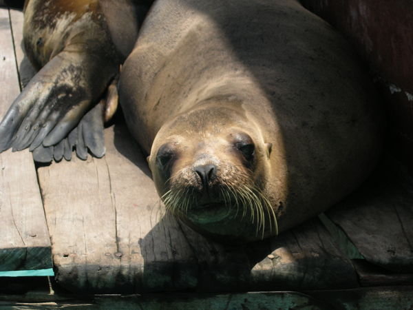 Close up of sea lion onboard a local boat