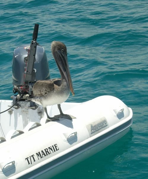 Pelican on our dinghy