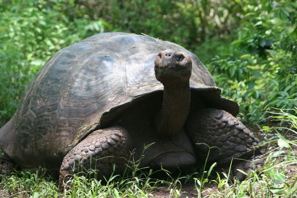 Profile of the giant tortoise