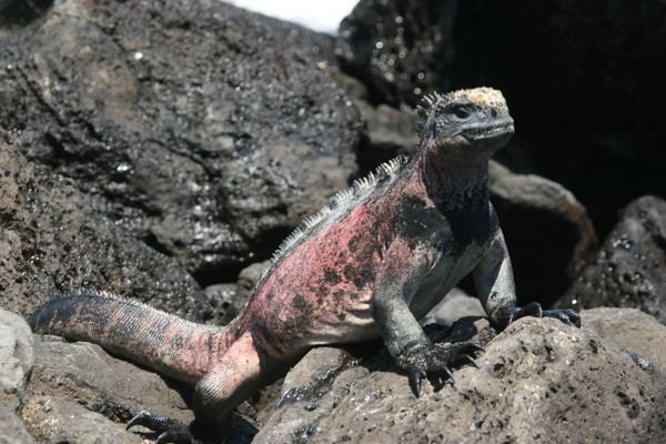 Iguana on the island of Floreana