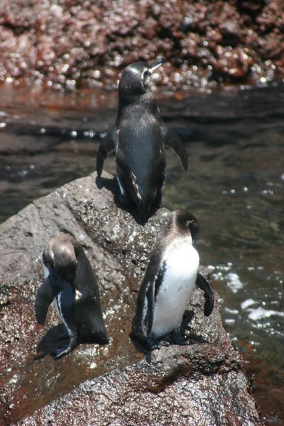 Penguins preening