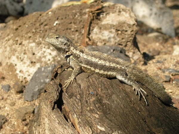 Male lava lizard on San Cristobal