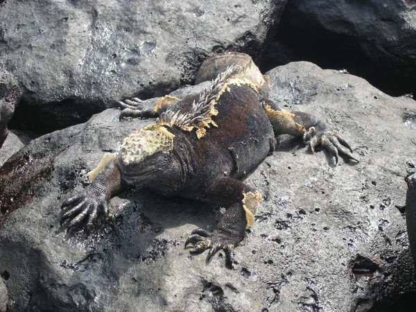 Marine iguana shedding his skin