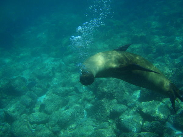 Swimming with sealions