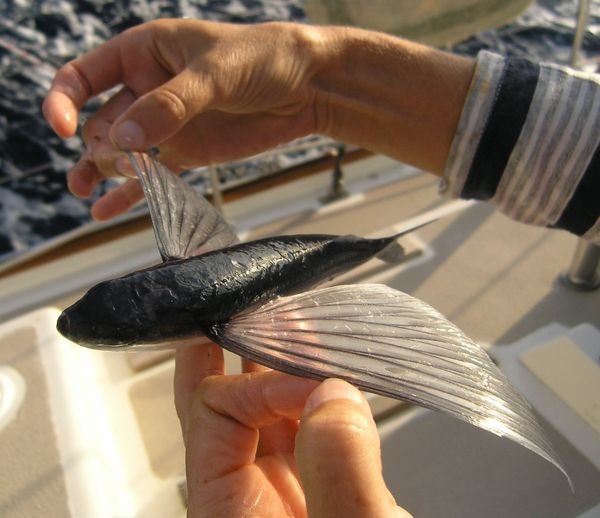 Flying fish, frequently found on deck