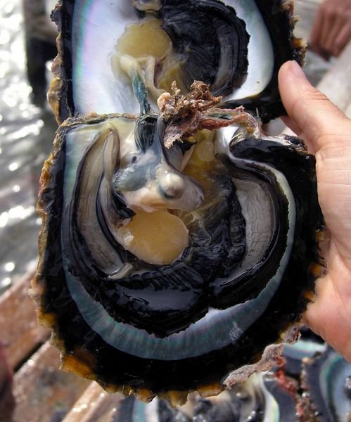 Black lipped pearl oyster