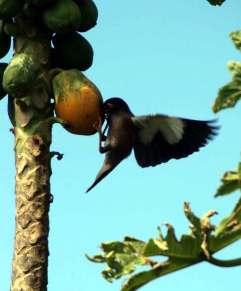 Common mynah bird eating papaya