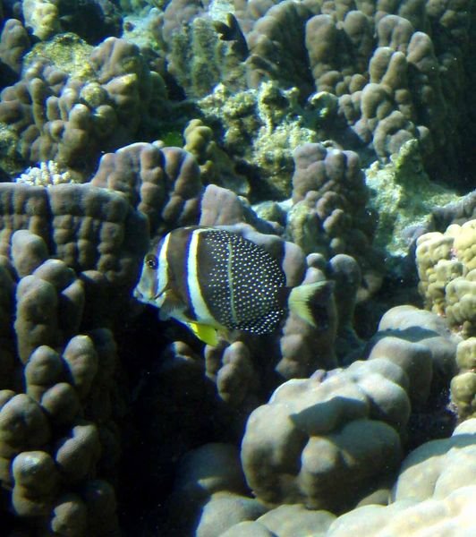White spotted surgeonfish