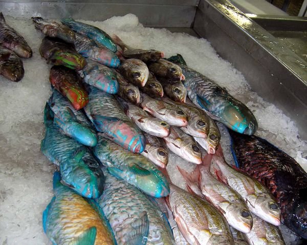 Grocery store fish counter