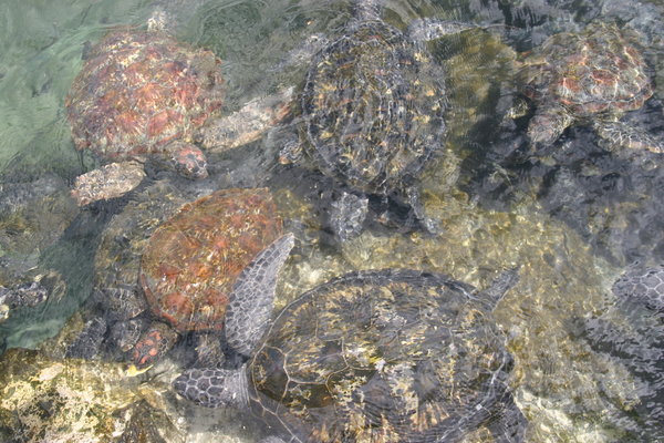 Swimming with turtles in Savaii