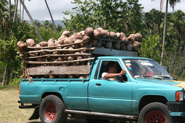 Coconuts off to market