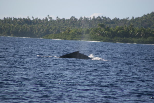 Whales off Tonga