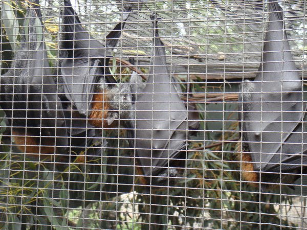 Lone Pine Koala Sanctuary at Fig Tree Pocket near Brisbane